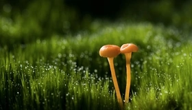 Картинка: Трава, грибочки, пара, капли, роса, блики