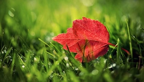 Картинка: Лист, красный, прожилки, трава, зелёный, роса, капли