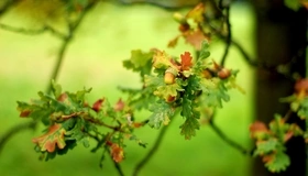 Картинка: Жёлудь, ветка, дуб, листья, зелень, осень