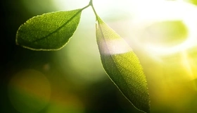 Картинка: Листья, стебли, зелёные, свет