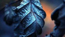 Картинка: Сухой лист, листья, прожилки, крупный план