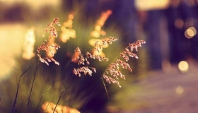 Картинка: Трава, боке, лето, вечер, закат