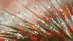 Картинка: Трава, роса, жучок, капли, блики, мерцание