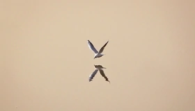 Картинка: Чайка, птица, отражение, минимализм