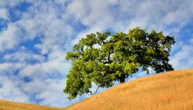 Картинка: Дерево, поле, склон, пейзаж, небо, облака