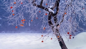 Картинка: Хурма, дерево, снег, зима