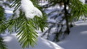Картинка: Хвоя, ель, иголки, ветка, снег, зима