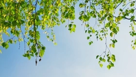 Картинка: Берёза, ветки, листья, небо