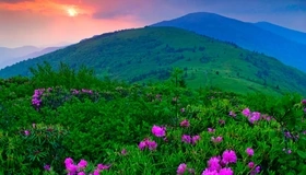 Картинка: Поле, цветы, зелень, горы, небо, солнце, горизонт