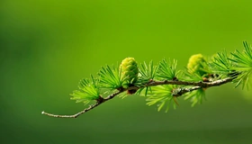 Картинка: Хвоя, лиственница, шишка, зелёная, иголки, зелёный фон
