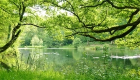 Картинка: Деревья, лес, речка, зелень, лето, трава, вода