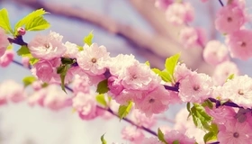 Картинка: Сакура, цветы, ветка, листья, весна, цветение, макро, розовый