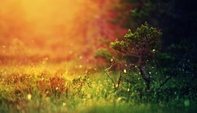 Картинка: Дерево, ветки, ёлка, трава, сосна, блики, свет, боке