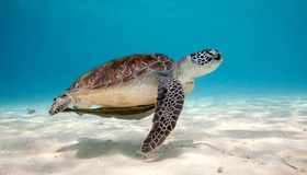 Картинка: Черепаха, панцирь, морское дно, песок, вода, тень