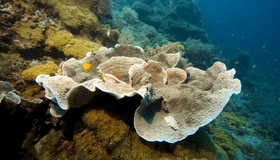 Картинка: Риф, дно, рыбы, камни, кораллы, водоросли