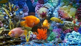 Картинка: Рыбки, морское дно, кораллы, ракушки, камушки, морские звёзды, пузырьки, вода