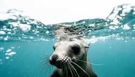 Картинка: Морской котик, вода, плавает