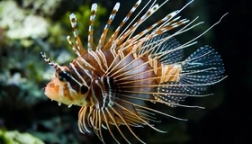 Image: Fish, lionfish, stripes, eye, fins
