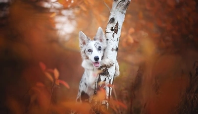 Image: Dog, autumn, white, birch, trunk, spots, blurred background