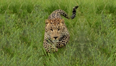 Картинка: Кошка, леопард, хищник, трава, бежит, пятнистый