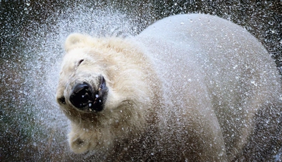 Image: Белый, медведь, брызги, морда, нос, встряска, вода