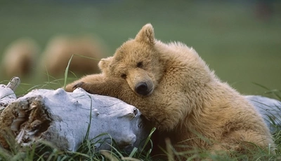 Image: Медведь, бурый, шерсть, нос, уши, дерево, трава, лежит, спит