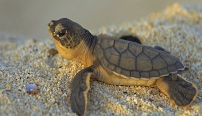 Image: Черепаха, черепашка, маленькая, панцирь, голова, глаз, галька