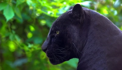 Image: Black, panther, predator, profile