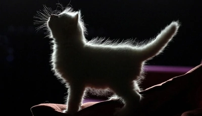Image: Котёнок, профиль, силуэт, стоит, пушистый, светится, чёрный фон