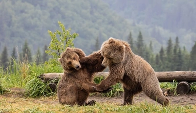 Image: Brown, bear, two, pair, fight, forest, grass, trees