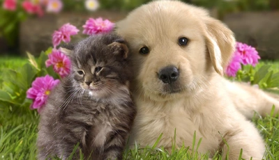 Image: Puppy, kitten, next, together, friendship, fluffy, grass, flowers