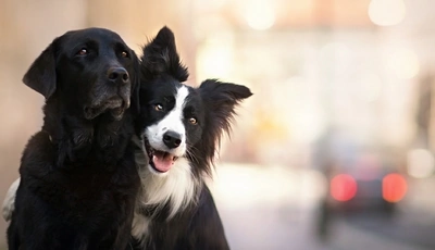 Image: Собаки, лабрадор, бордер-колли, морда, уши, две, позируют