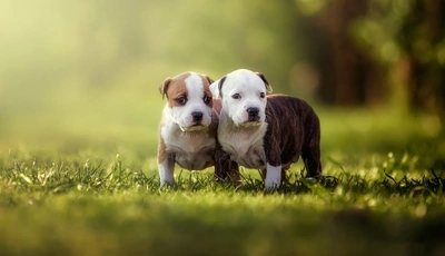 Image: Dogs, two, breed, leaves, grass, blurred background