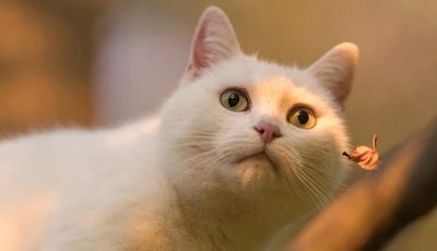 Image: White, cat, muzzle, eyes, look, leaf