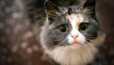 Image: Кошка, пушистая, мордочка, глаза, зрачки, уши, нос, усы