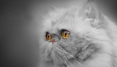 Картинка: Кошка, белая, глаза, взгляд, мордочка