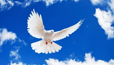 Image: Bird, dove, white, feathered, flies, wings, sky, clouds