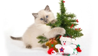 Image: Kitten, blue eyes, look, paws, wool, herringbone, needles, toys, snowman, white background