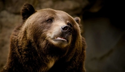 Image: Bear, predator, big, large, muzzle, nose, eyes, hair, danger