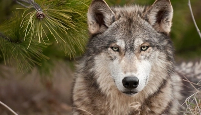 Image: Волк, хищник, морда, глаза, взгляд, ель