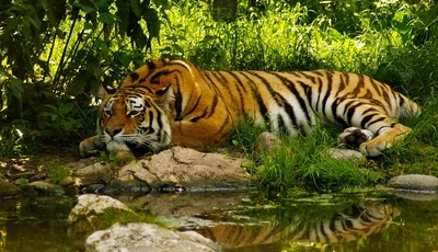 Image: Тигр, хищник, морда, полосы, лежит, отдых, вода, трава, отражение
