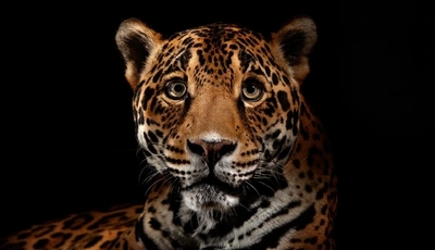 Image: Ягуар, хищник, морда, окрас, пятна, смотрит, чёрный фон