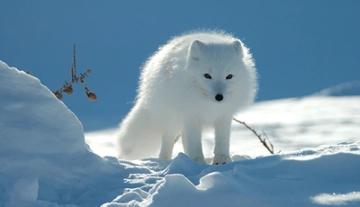 Image: Белый, Песец, зима, снег, солнце, зверь, хищник