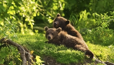 Image: Медвежата, два, хищник, лес, трава, деревья, лето, холм
