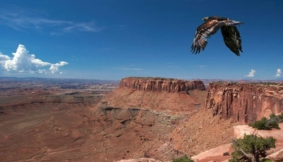 Картинка: Ястреб, птица, хищная, крылья, полёт, высота, каньон, небо