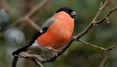 Image: Bullfinch, red, bird, claws, branch, blur