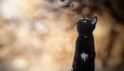 Картинка: Котёнок, кошка, чёрный, белое пятнышко, пенёк, сидит, бабочки, боке, размытость