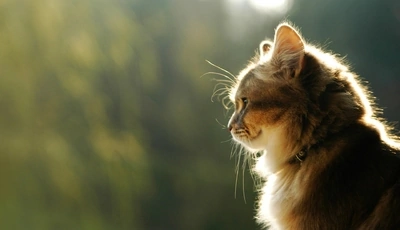 Image: Кошка, шерсть, морда, усы, профиль, солнце