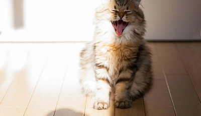 Image: Cat, sitting, floor, flooring, yawn, shadow, light
