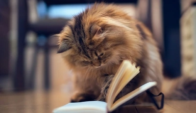 Image: Cat, hair, ears, fluffy, book, sitting, looking
